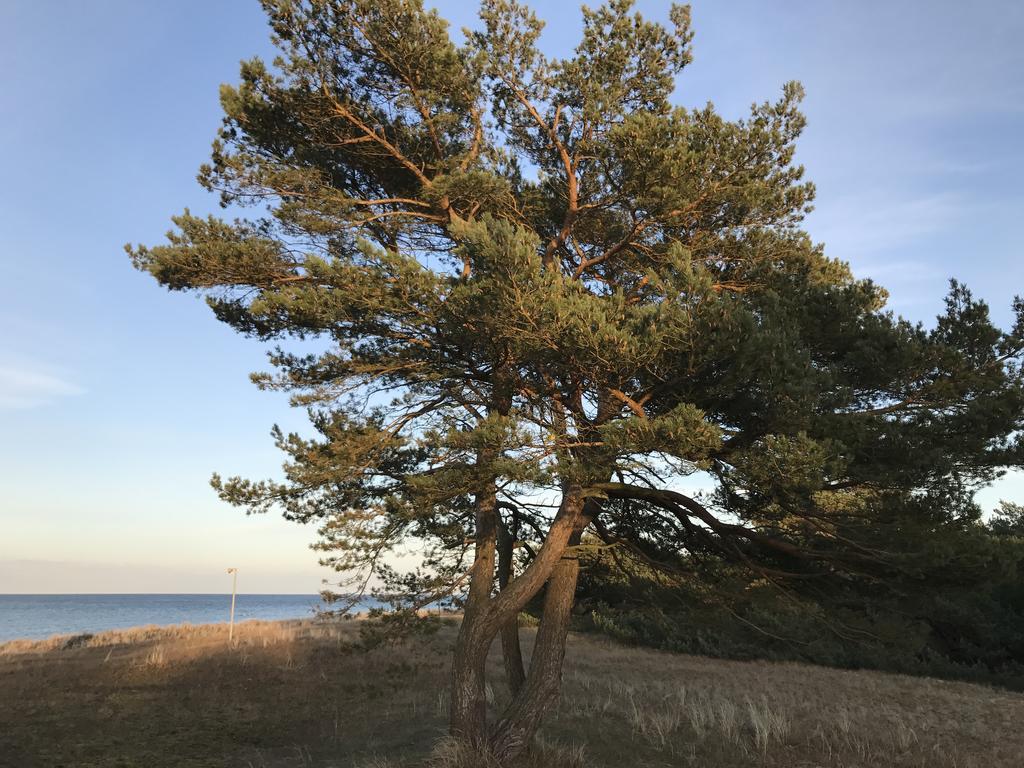Zum Nordstrand Prerow Exterior foto